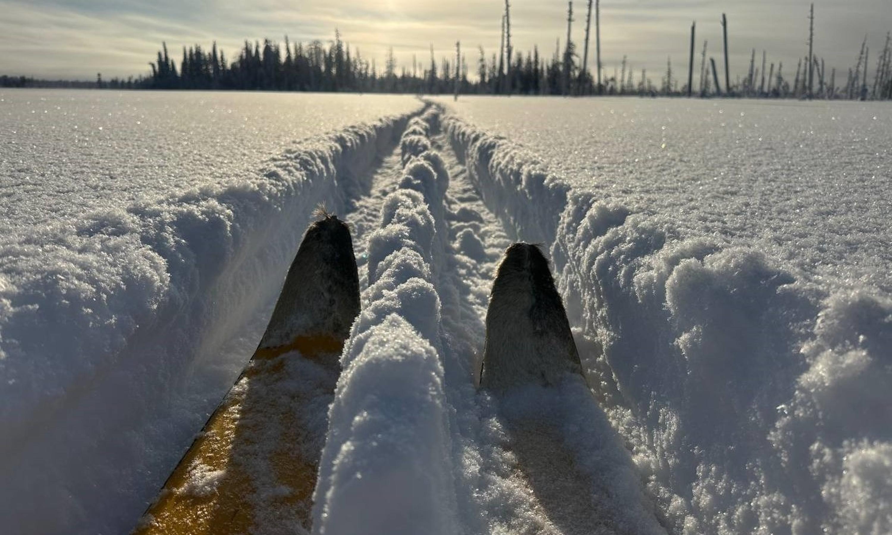 В Пинежском заповеднике завершились зимние маршрутные учеты животных